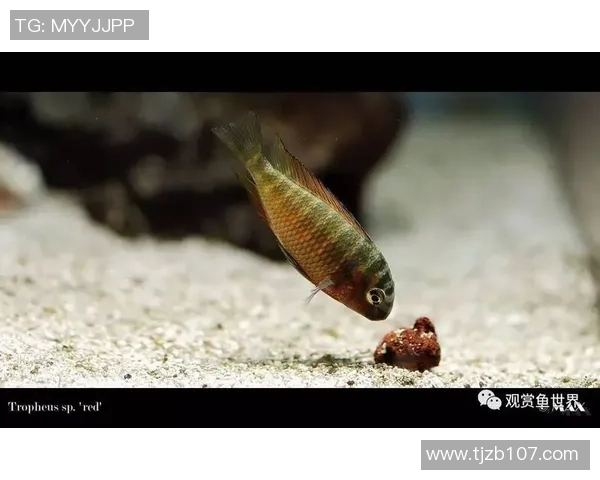 足球界十大蝴蝶球星：绽放舞姿，羽翼张扬